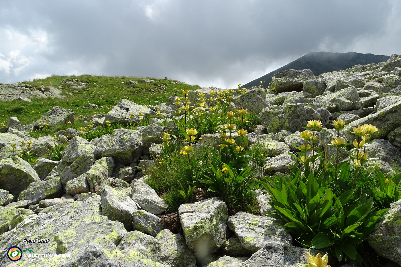 76 Il sent. 209A per i Laghi di Caldirolo anche su pietraia...fiorita di genziana punteggiata (Gentiana punctata).JPG